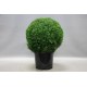 PAPRASTASIS BUKSMEDIS (lot. buxus sempervirens)